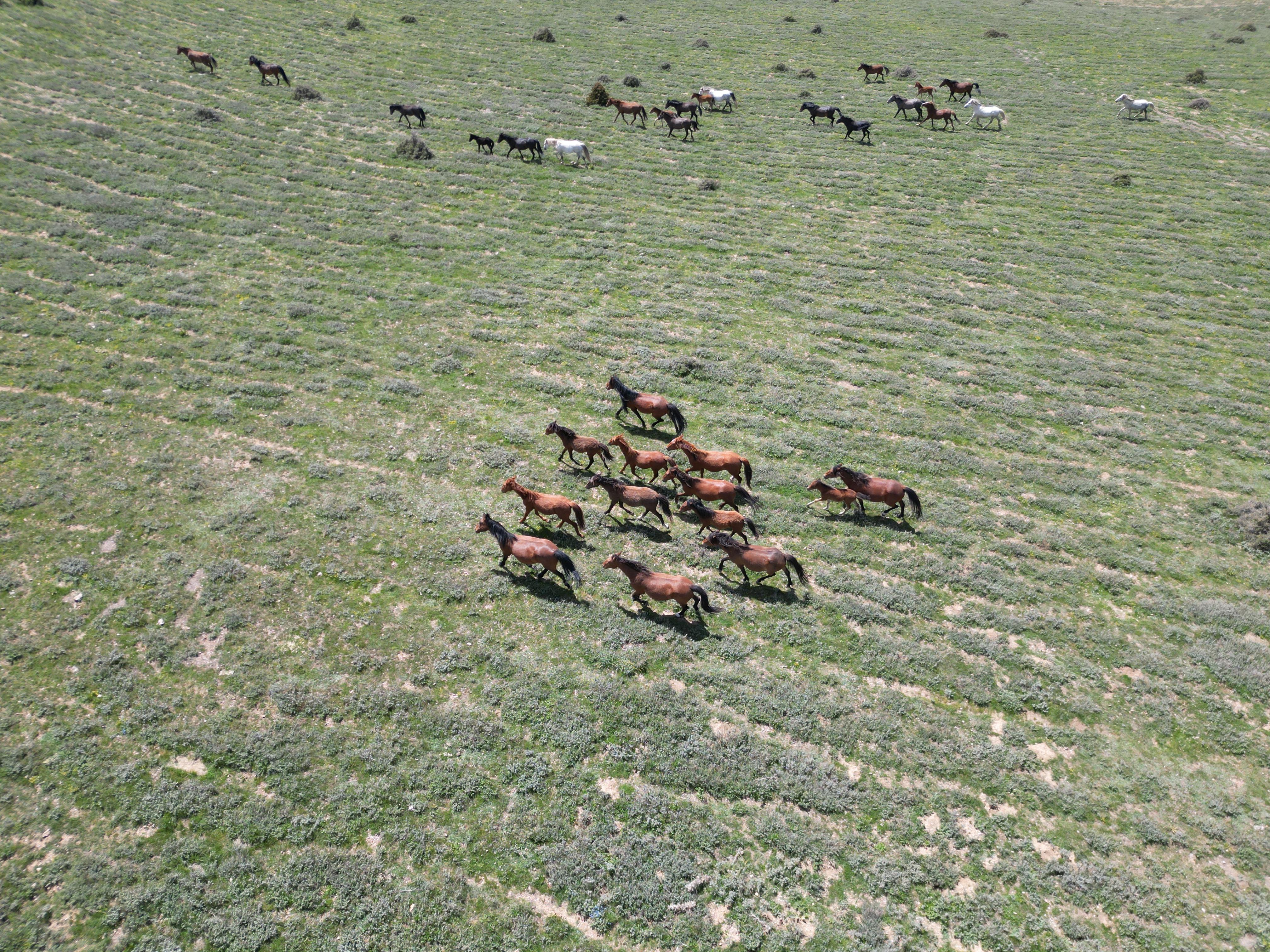 aa-20250609-38231244-38231240-emir-daglarindaki-yilki-atlari-dronla-goruntulendi.jpg