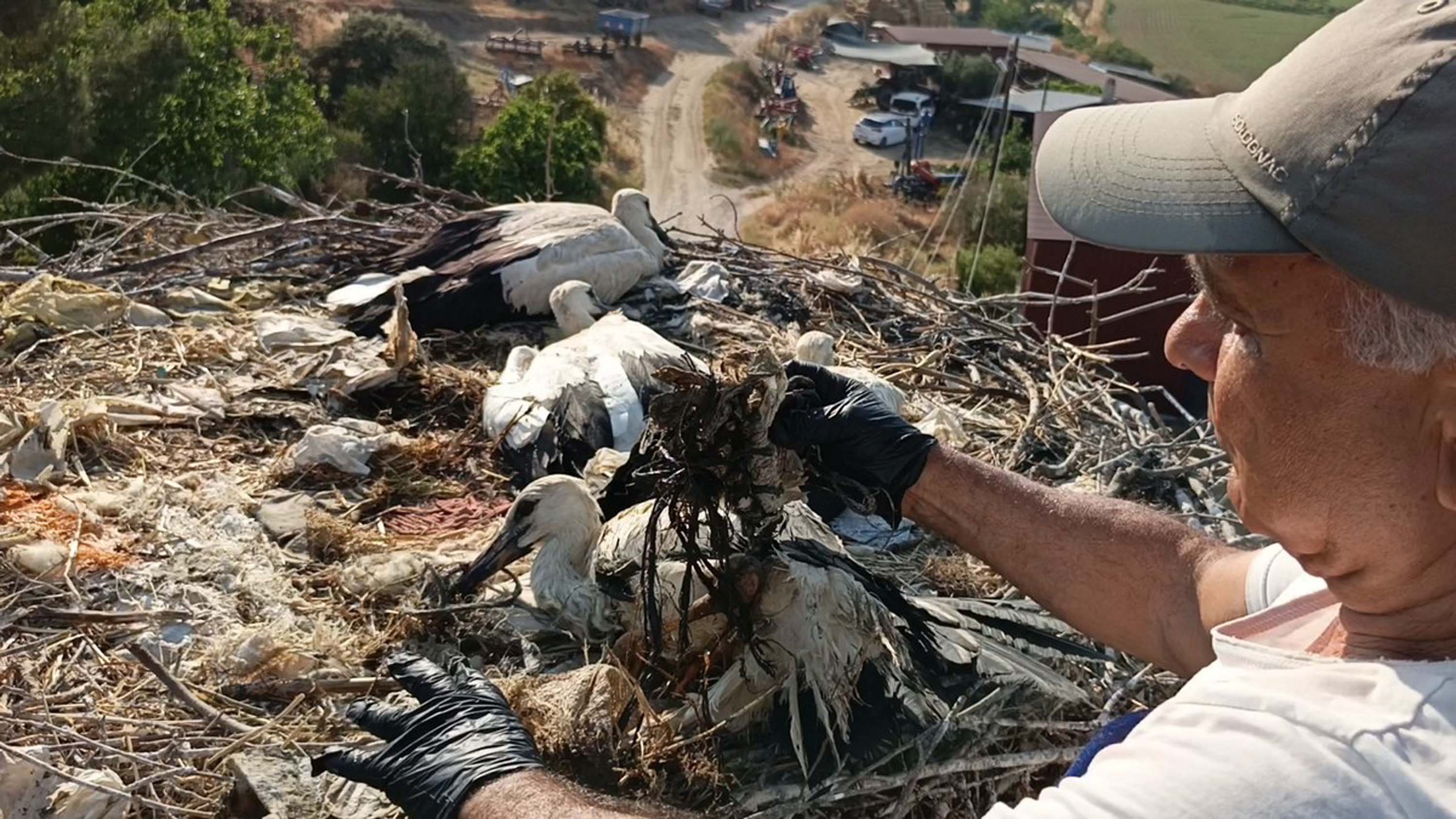 aydinda-ayagina-ip-dolanan-yavru-leylek-766441-226257.jpg