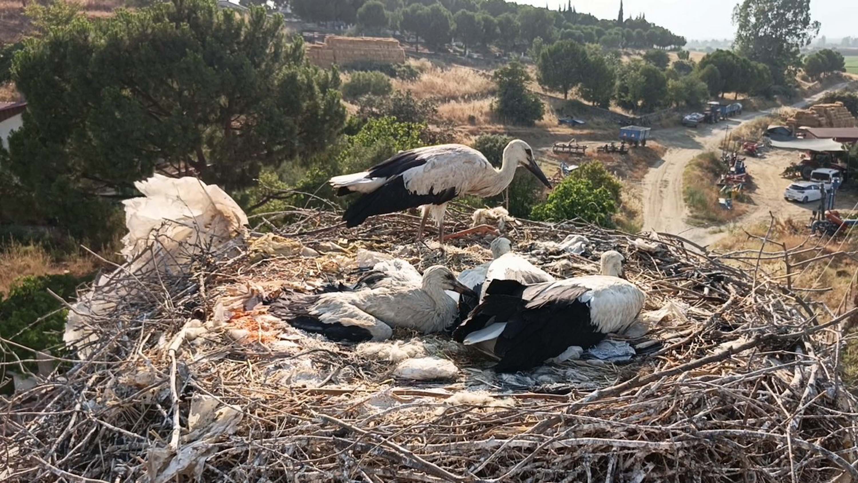 aydinda-ayagina-ip-dolanan-yavru-leylek-766446-226257.jpg