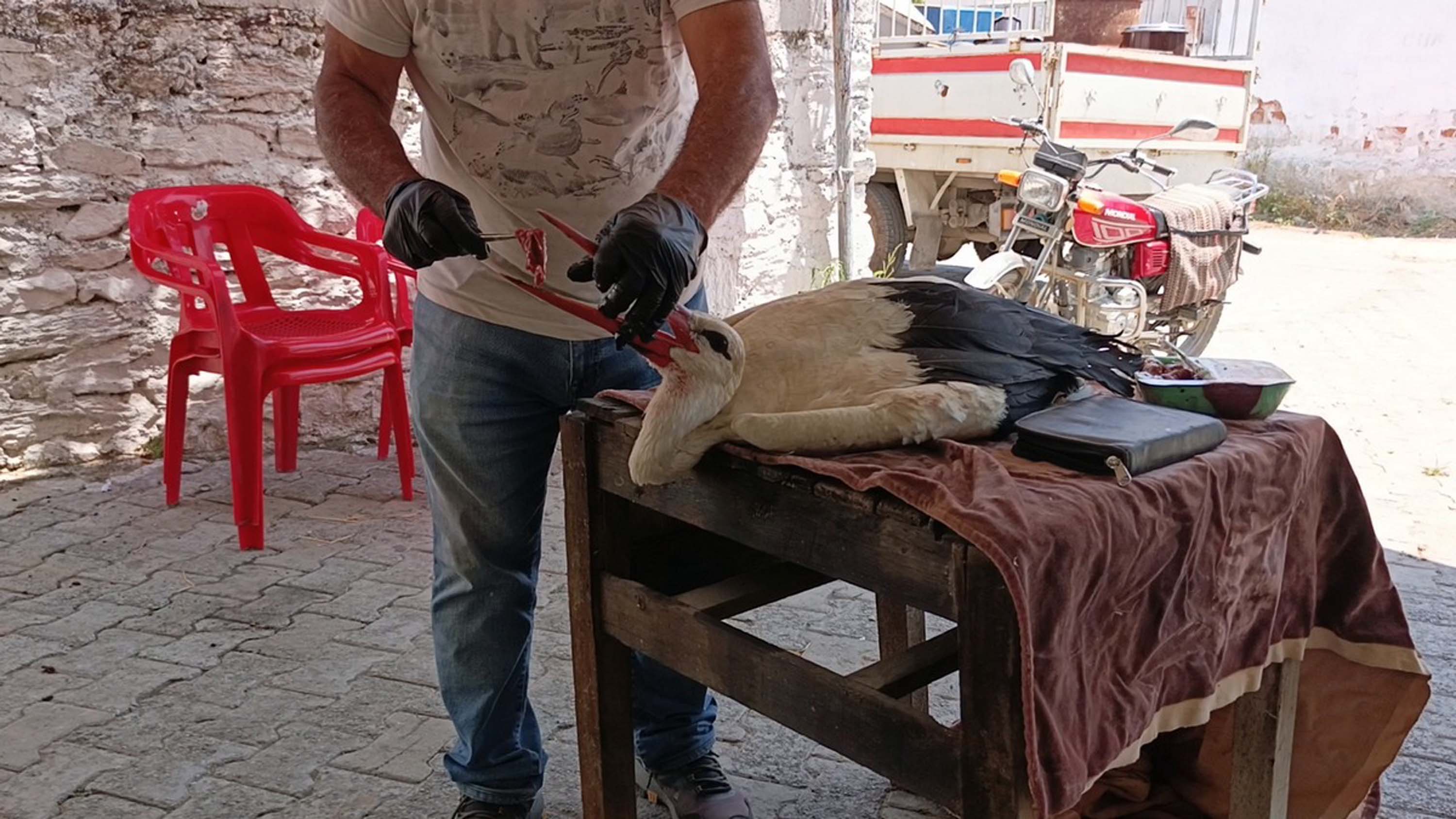 aydinda-ayagina-ip-dolanan-yavru-leylek-766448-226257.jpg
