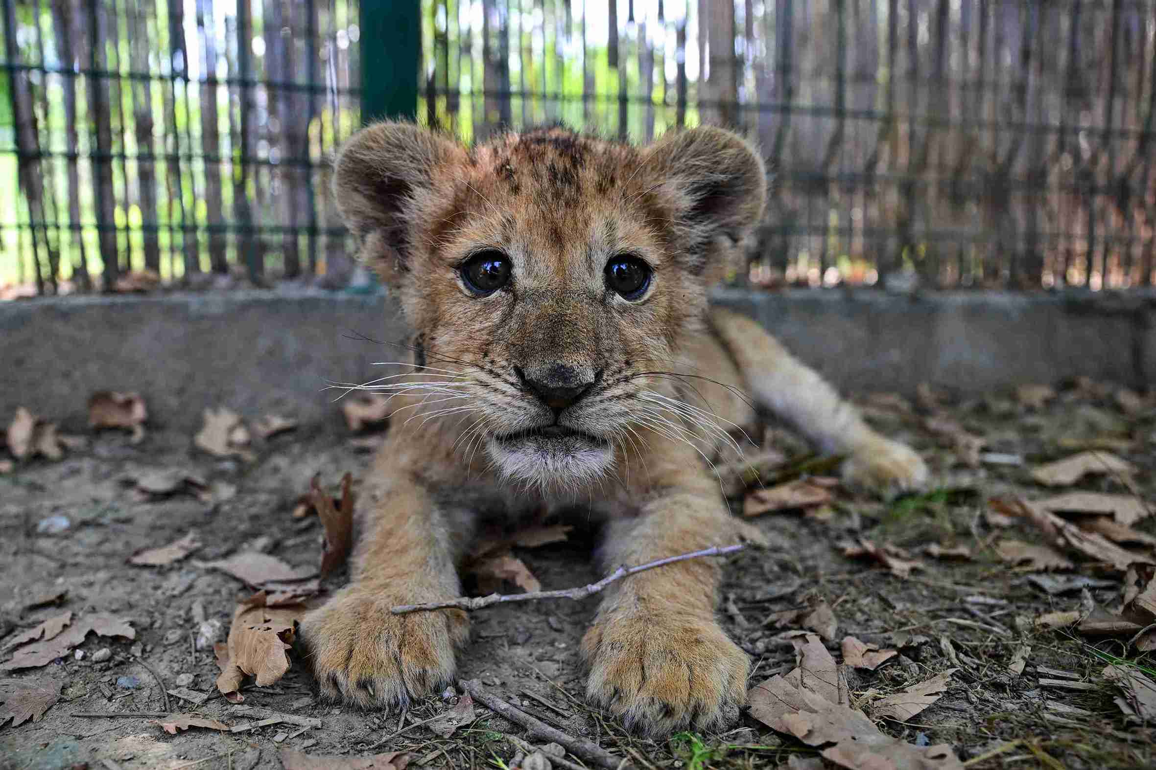 aa-20250609-38228289-38228281-ikiz-aslan-yavrulari-osimhen-ve-ciro-yasam-parkinin-maskotu-oldu-11zon.jpg