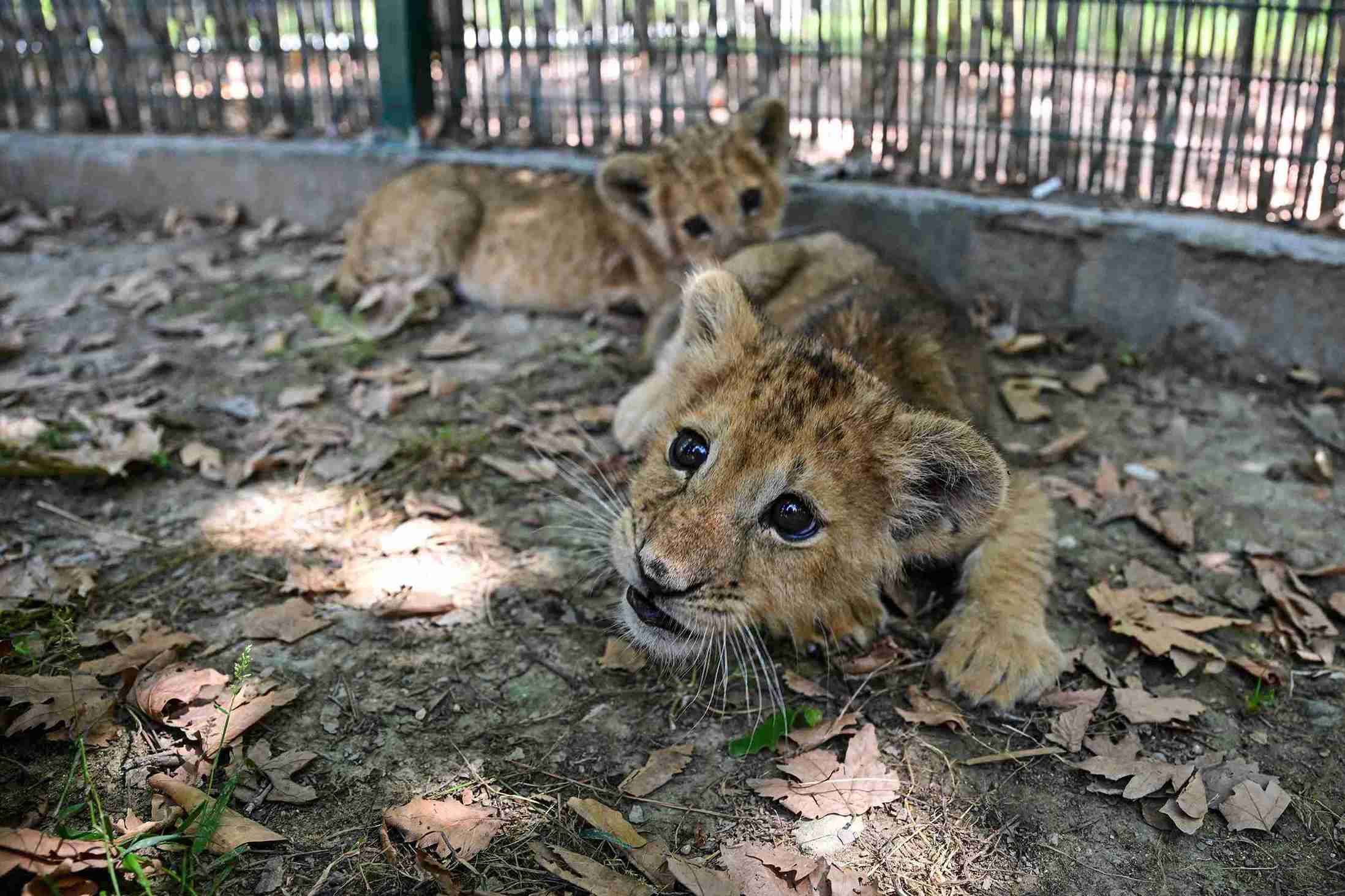 aa-20250609-38228289-38228283-ikiz-aslan-yavrulari-osimhen-ve-ciro-yasam-parkinin-maskotu-oldu-11zon.jpg