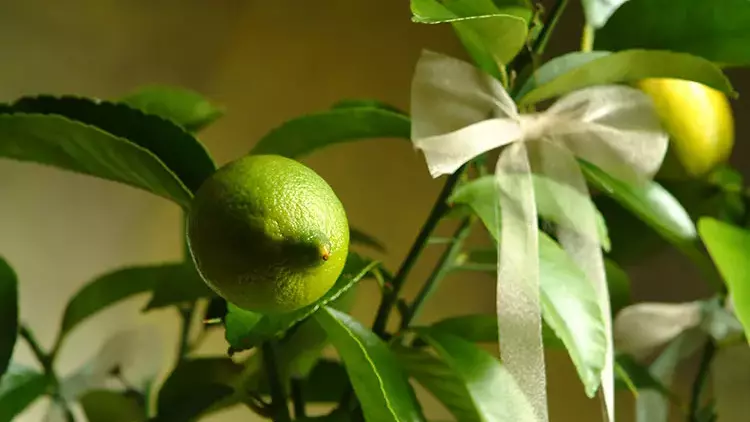 limon-agaci.webp