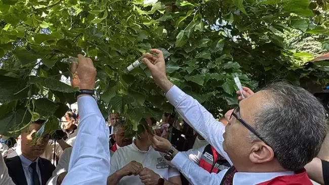 Kahverengi kokarca ile mücadele