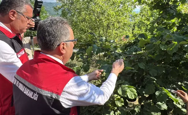 Samuray arısı salımı