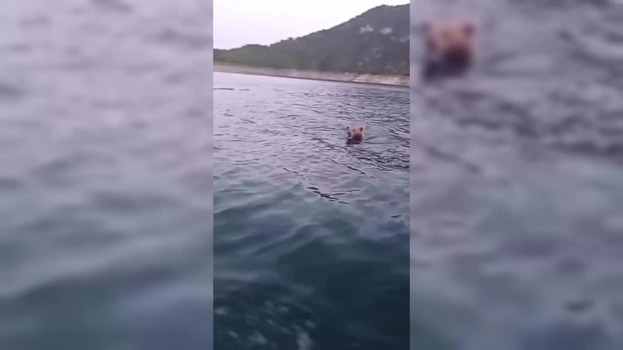 ayının barajda yüzdüğü an
