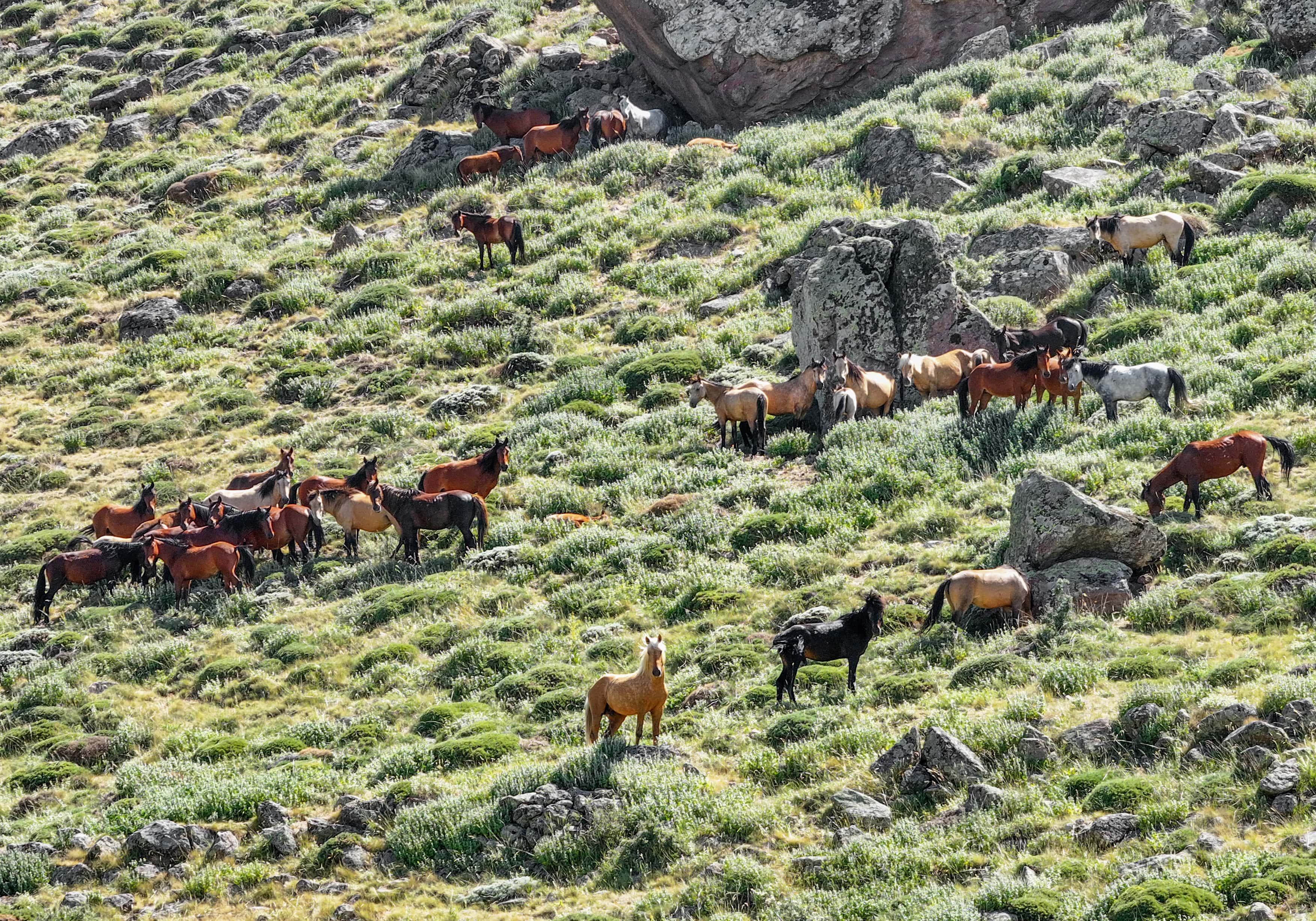 aa-20250621-38343129-38343120-karadagin-yilki-atlari-krater-cevresinde-dolasiyor-min.jpg