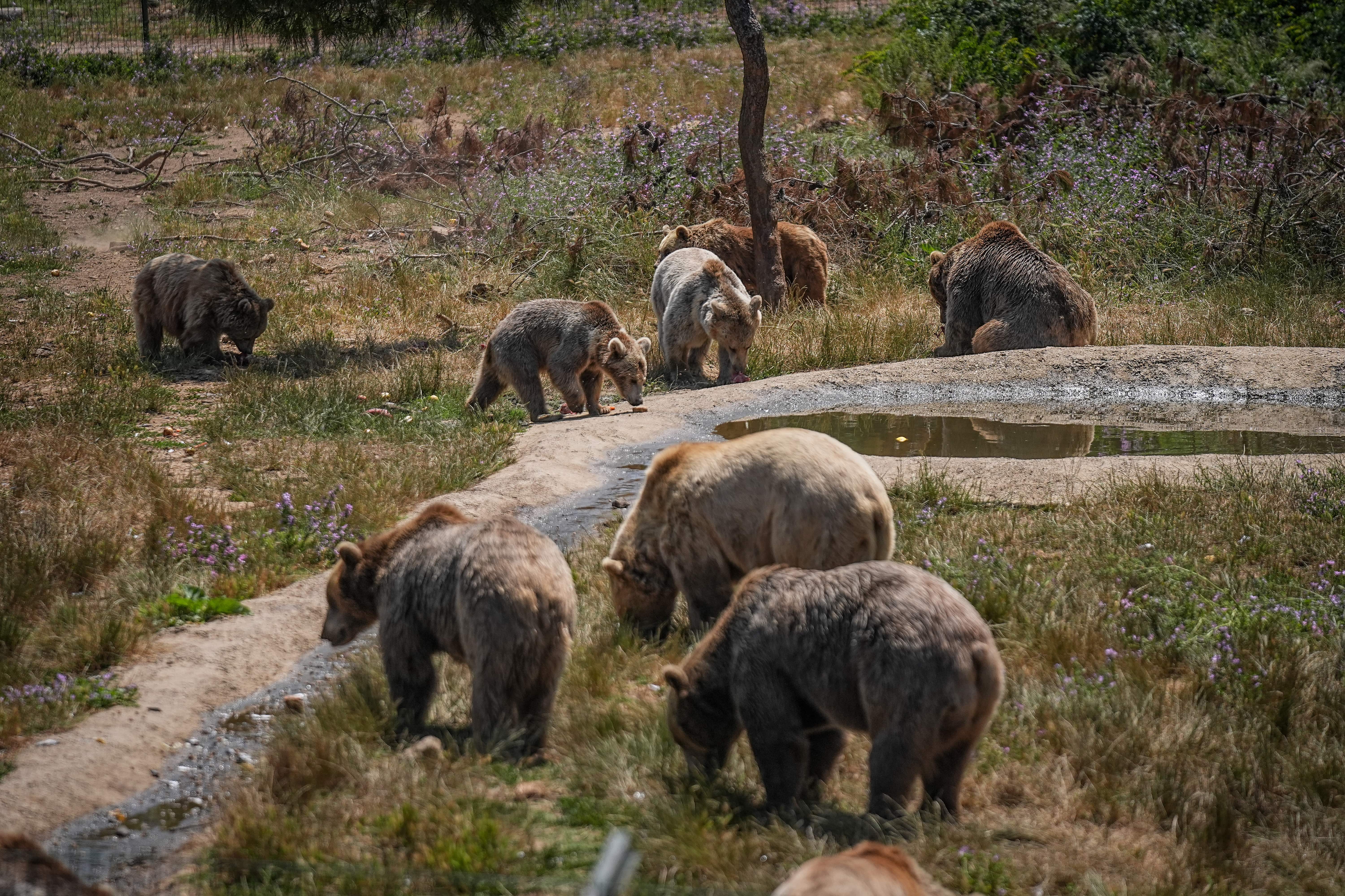 aa-20250623-38361636-38361626-bursadaki-ayi-barinaginin-sakinleri-sicak-havalarda-ozel-gidalarla-besleniyor-min.jpg