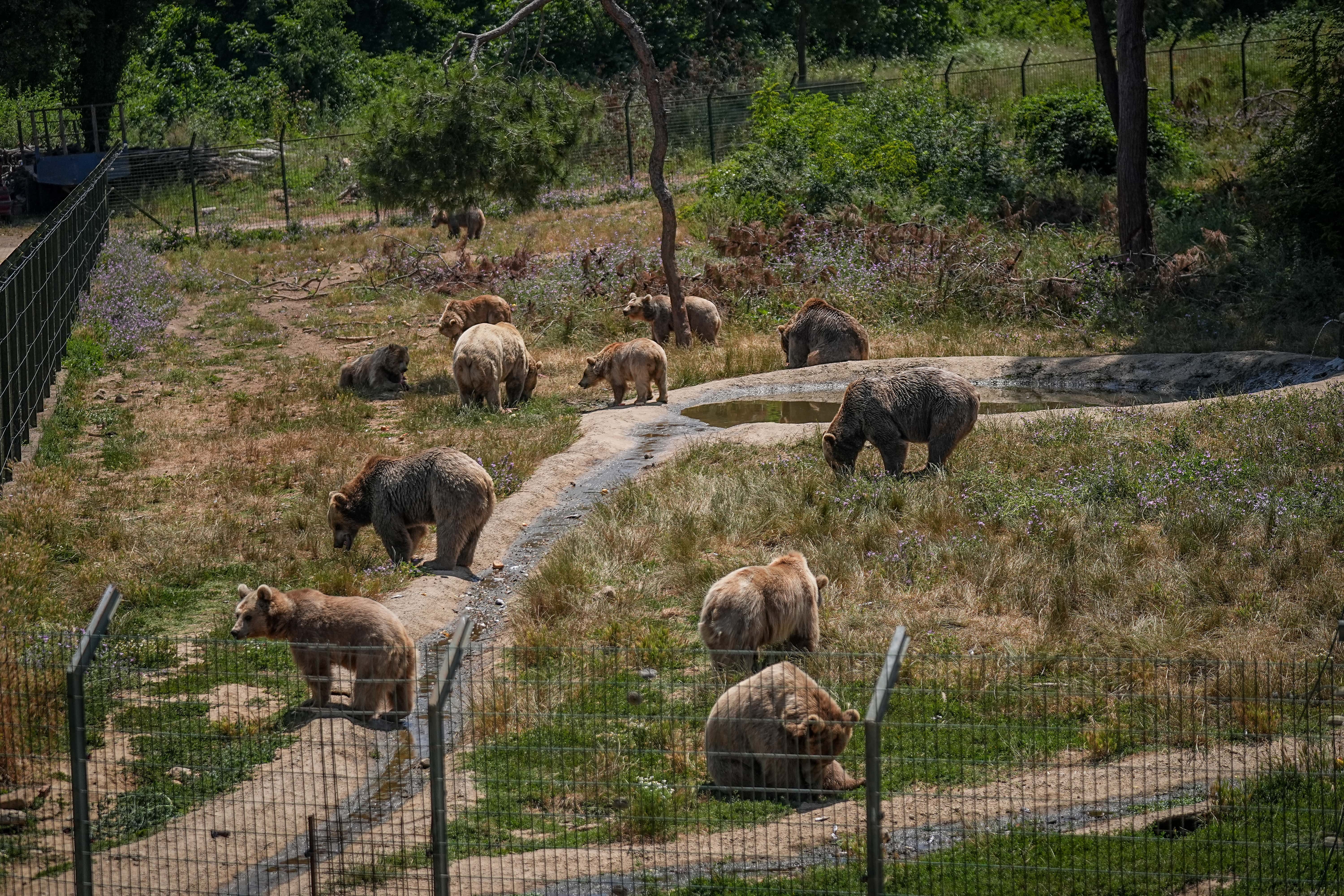 aa-20250623-38361636-38361629-bursadaki-ayi-barinaginin-sakinleri-sicak-havalarda-ozel-gidalarla-besleniyor-min.jpg