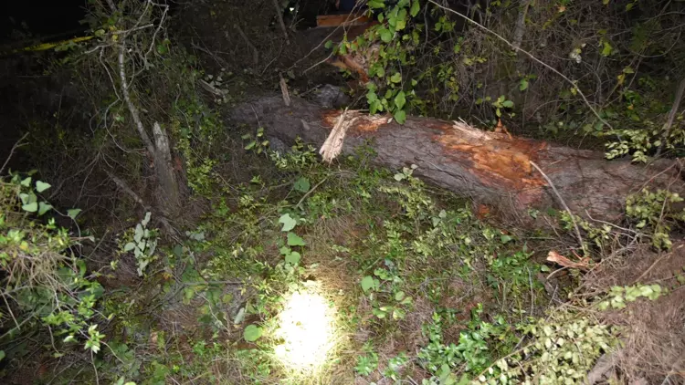 Bolu'da 69 yaşındaki işçi kestiği ağacın altında kalarak can verdi