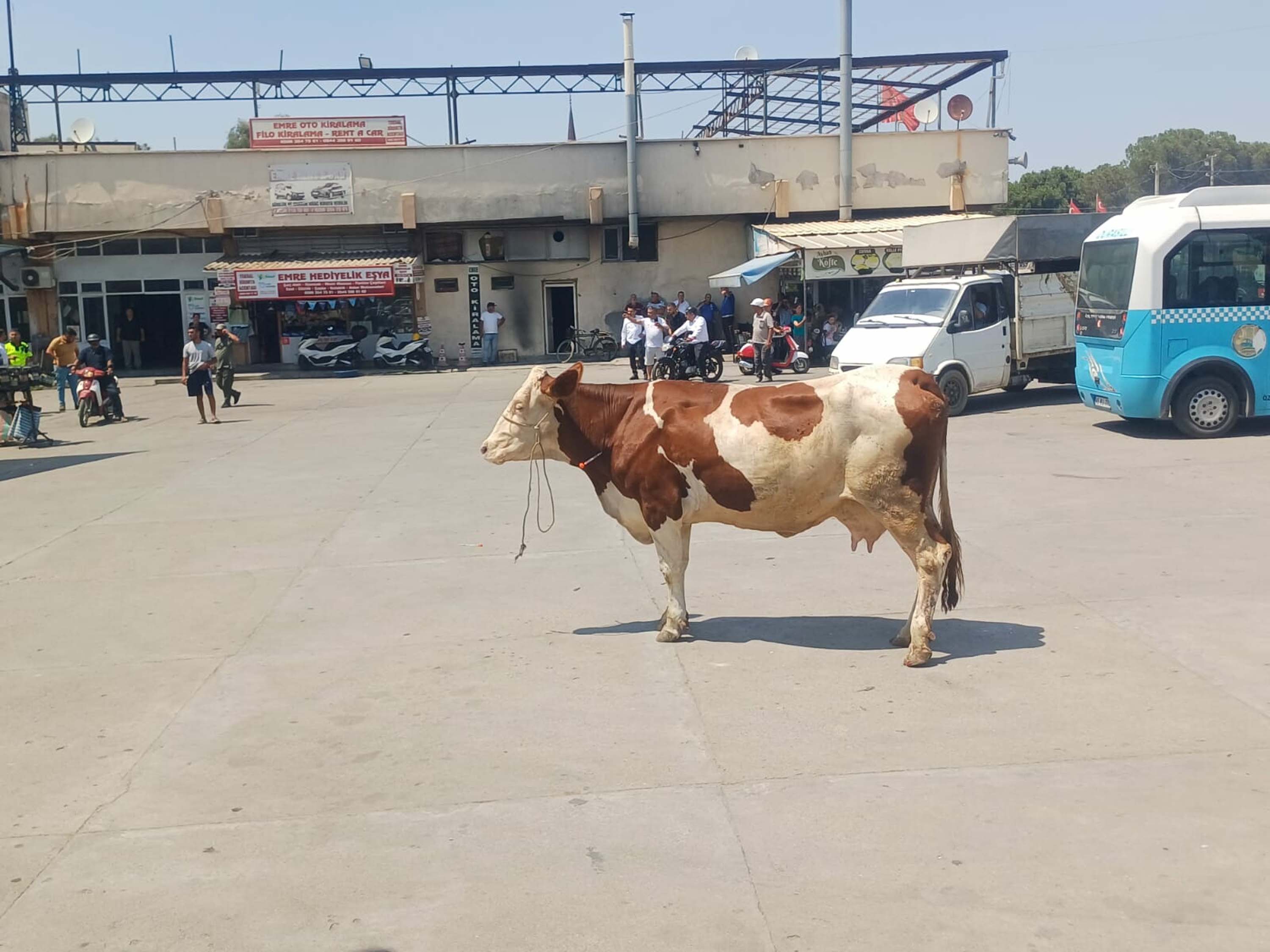 mezbahadan-kacan-inek-ortaligi-birbirin-810880-240110.jpg