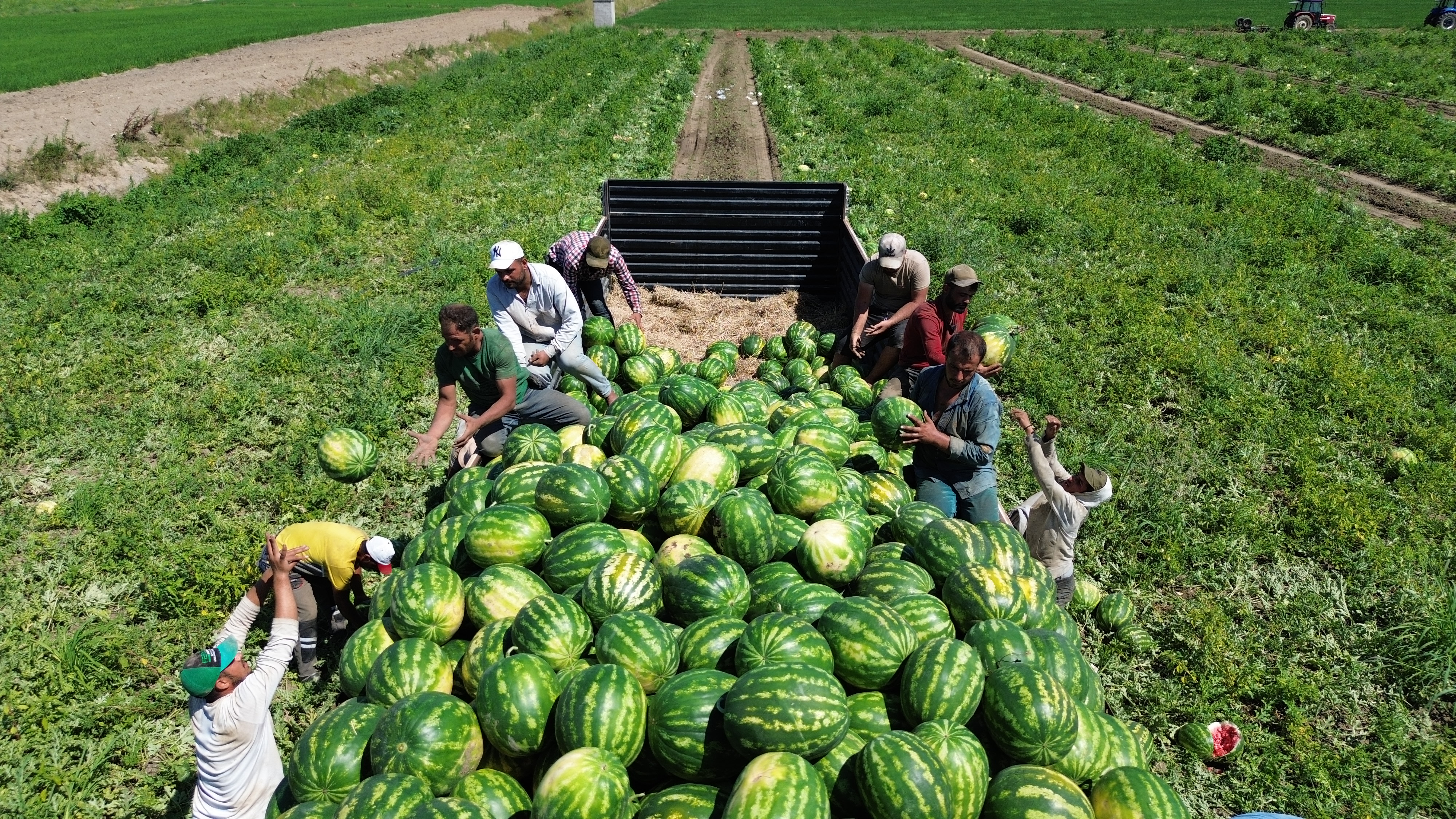 aa-20250726-38666268-38666262-bafra-ovasinda-94-bin-500-ton-karpuz-rekoltesi-bekleniyor.jpg