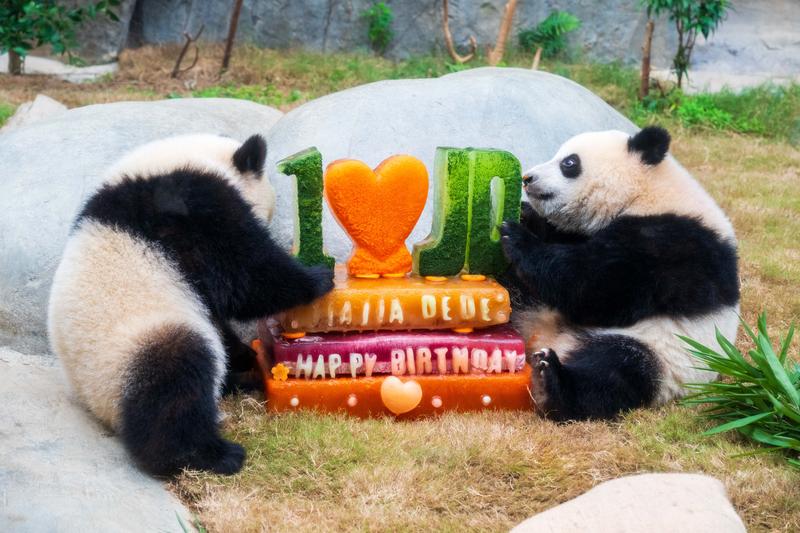 hong-kongda-ikiz-pandalarin-dogum-gunu-868891-258004.jpg