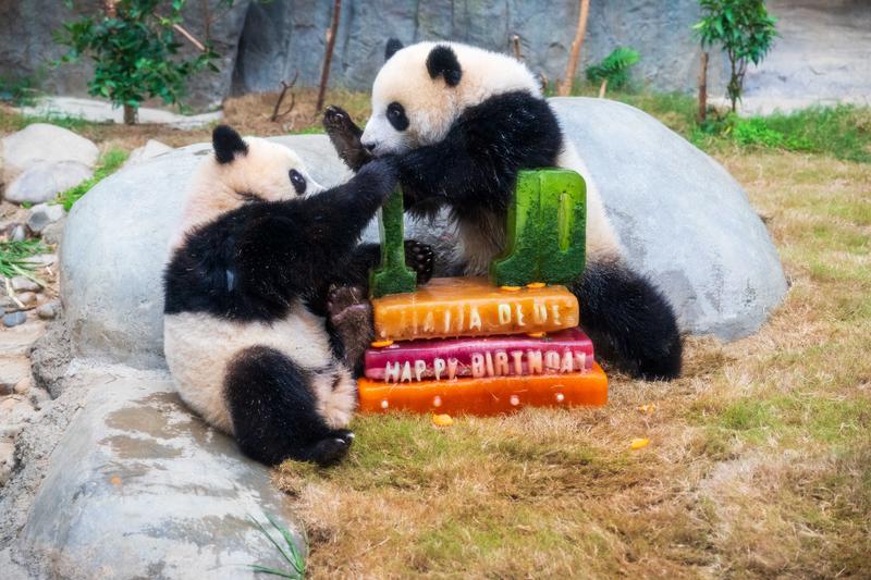 hong-kongda-ikiz-pandalarin-dogum-gunu-868892-258004.jpg