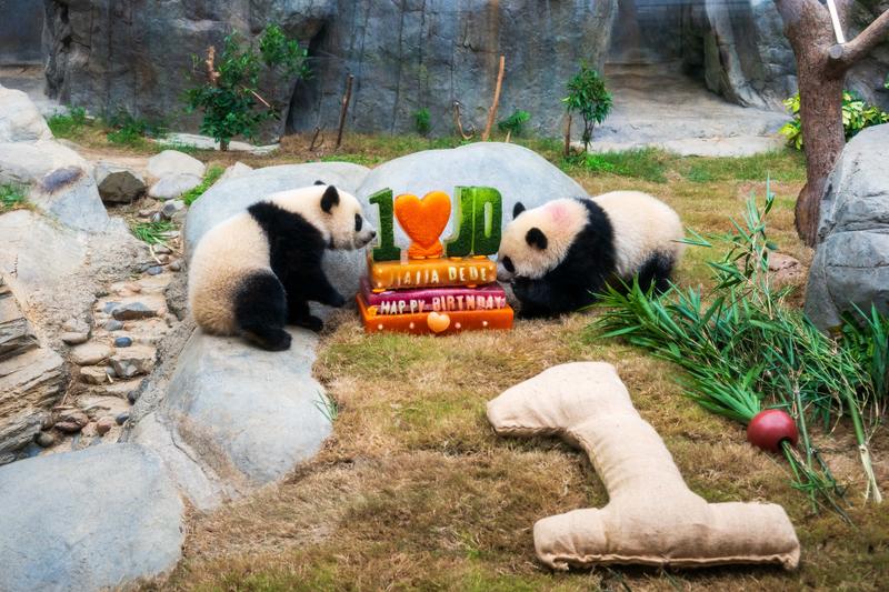 hong-kongda-ikiz-pandalarin-dogum-gunu-868893-258004.jpg