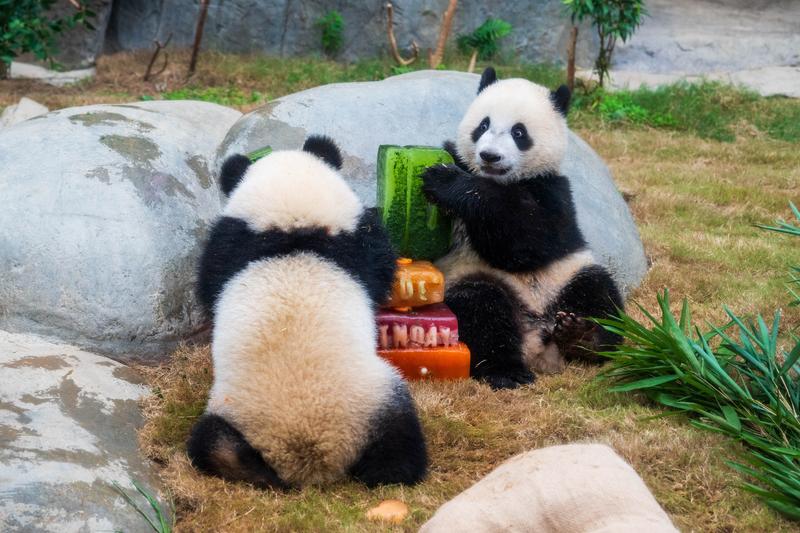 hong-kongda-ikiz-pandalarin-dogum-gunu-868894-258004.jpg