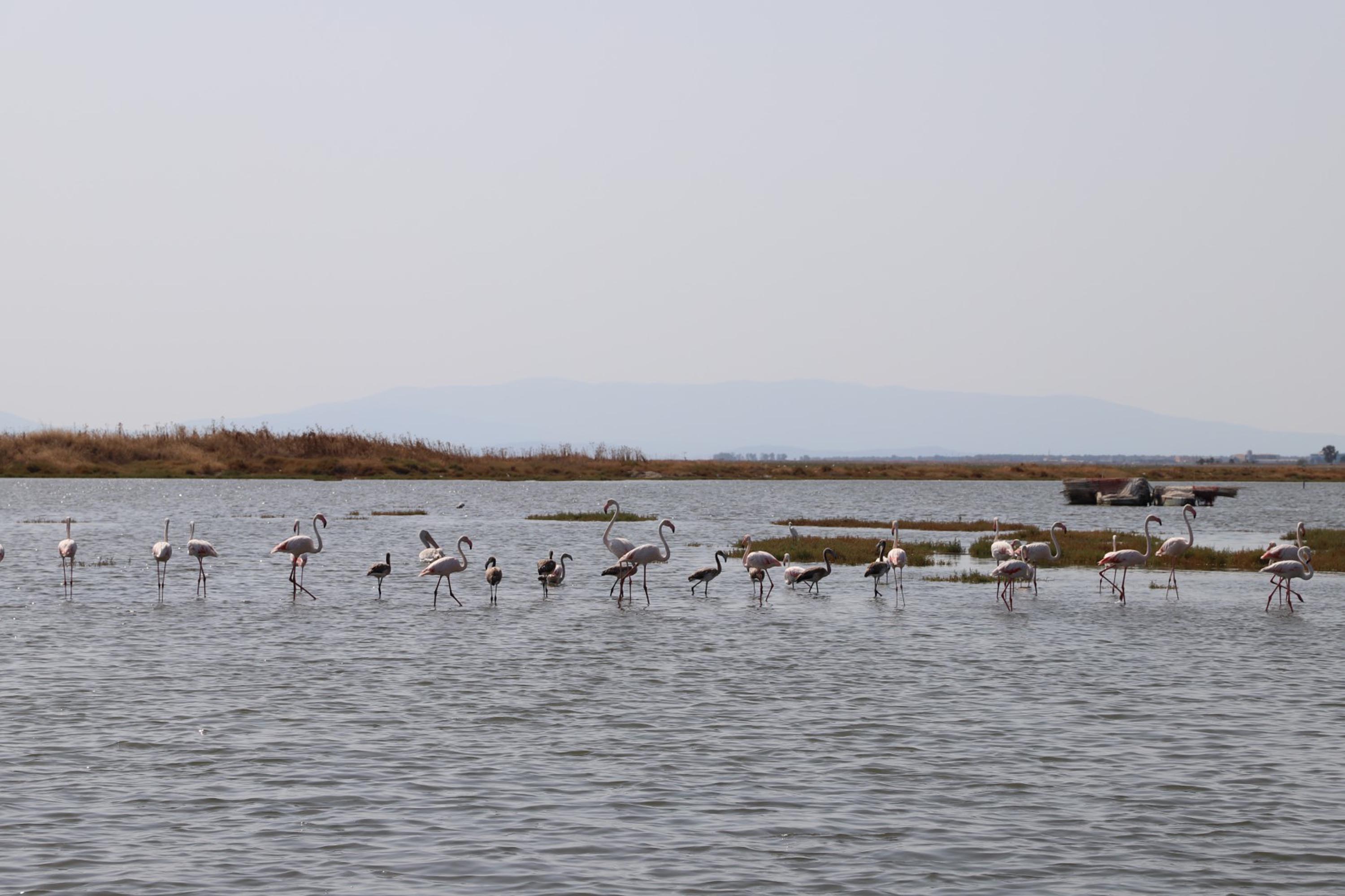 izmirde-flamingo-yolu-turu-renkli-gor-879034-261114-001.jpg