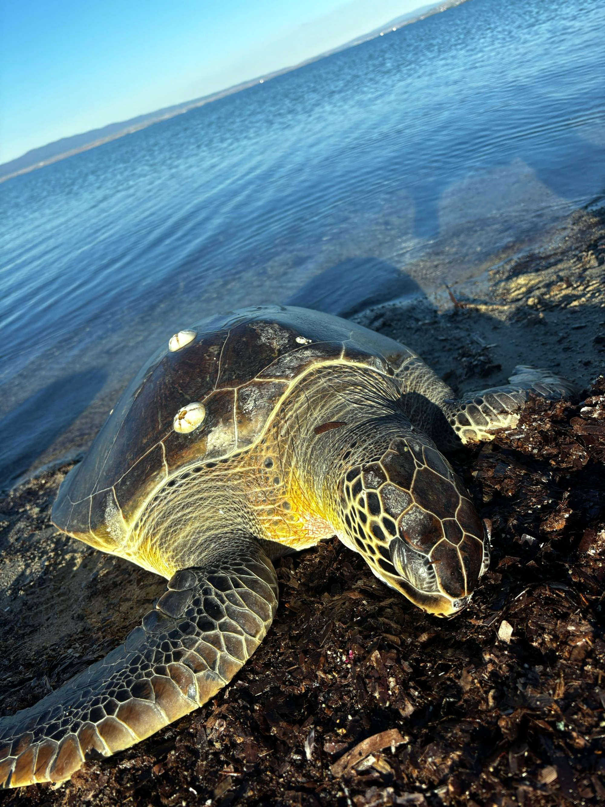 caretta-caretta-deniz-kaplumbagasi.jpg