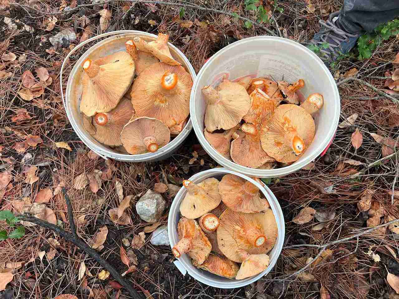 aa-20251116-39720929-39720927-kasta-ormanlik-alandan-toplanan-mantar-gecim-kapisi-oldu-11zon.jpg