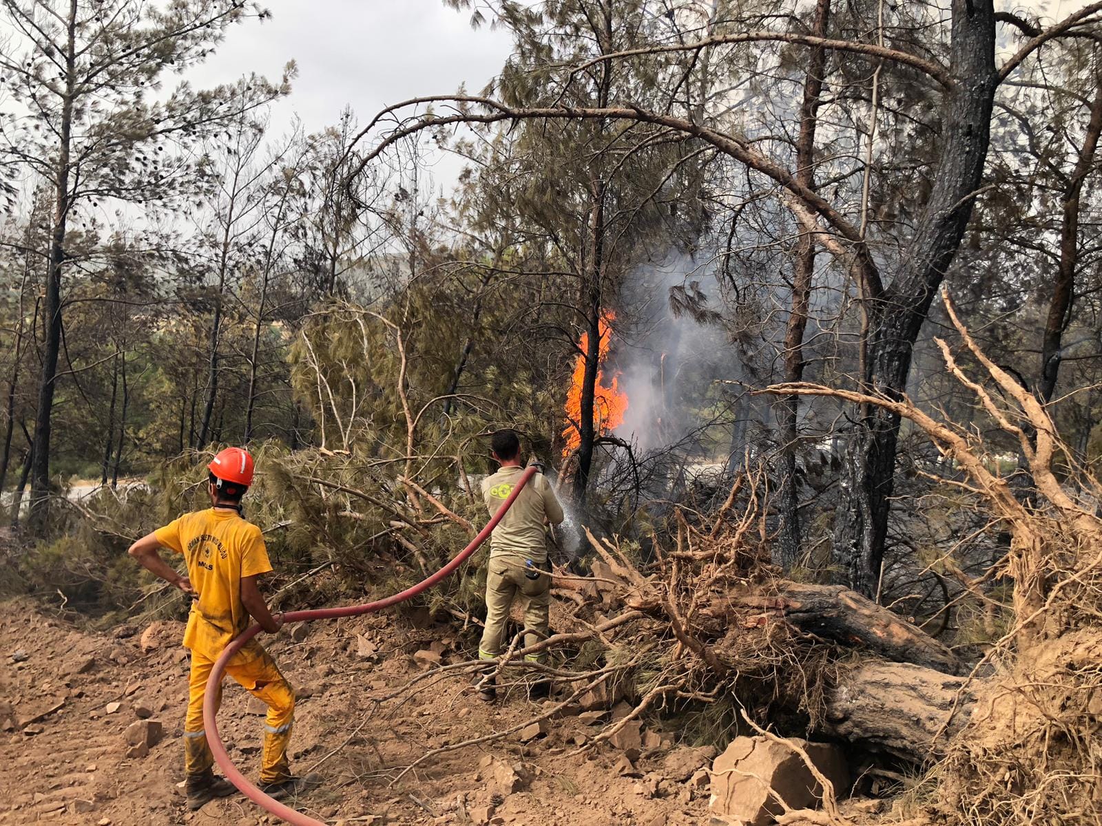 mugla-aydin-yangin3.jpg