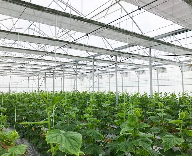 home-ondo-solution-for-greenhouse.jpg