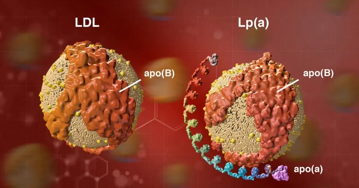 lipoprotein-a.webp