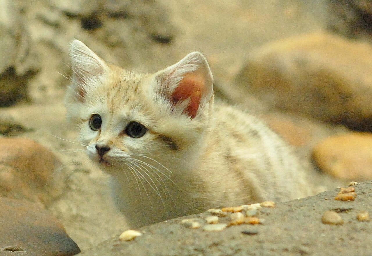 curious-sand-kitten.jpg