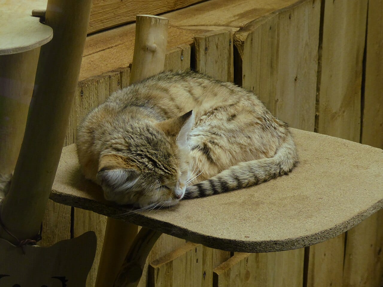 felis-margarita-tallinn-zoo.jpg