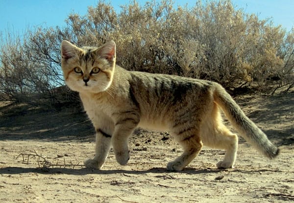 persian-sand-cat.jpg