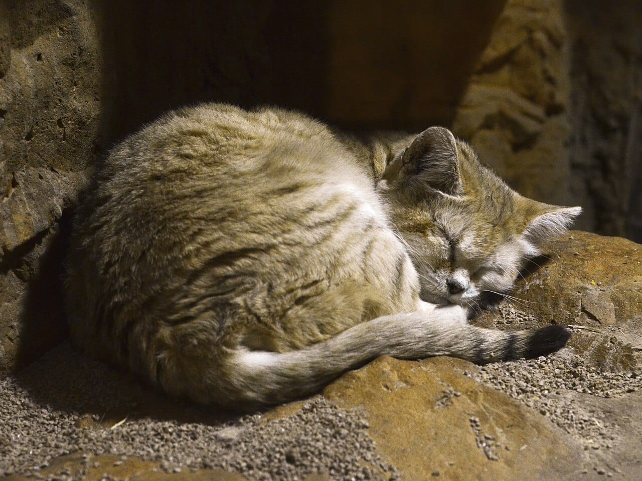 sand-cat-nap-15569163364.jpg