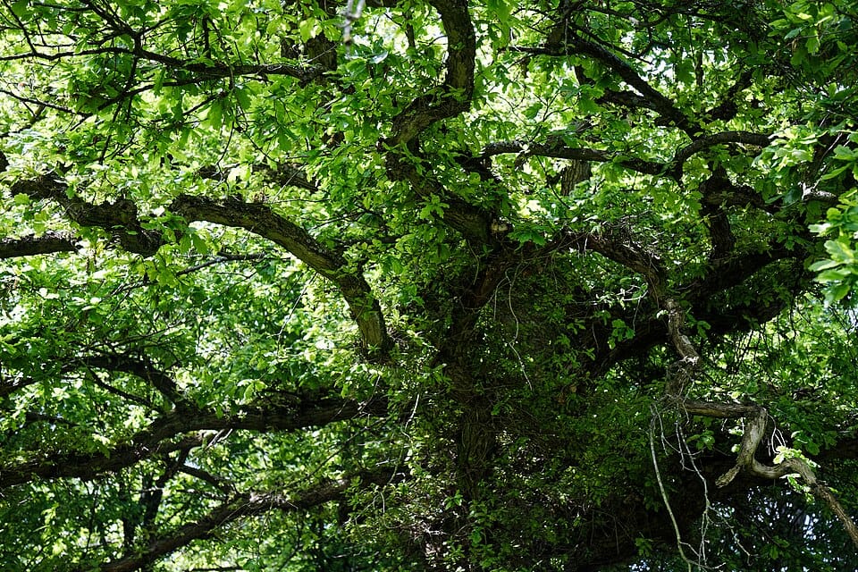 960px-gibberd-garden-oak-tree-canopy-harlow-essex-england-02.jpg