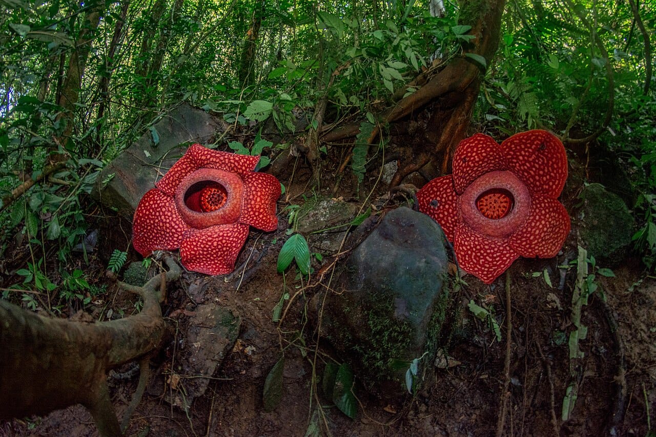 3-raflesia-tuan-mudae-deni-dahniel.jpg