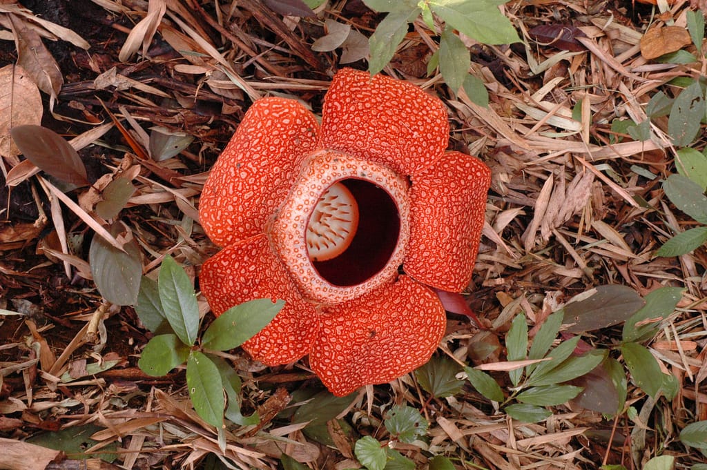 rafflesia-80-cm.jpg