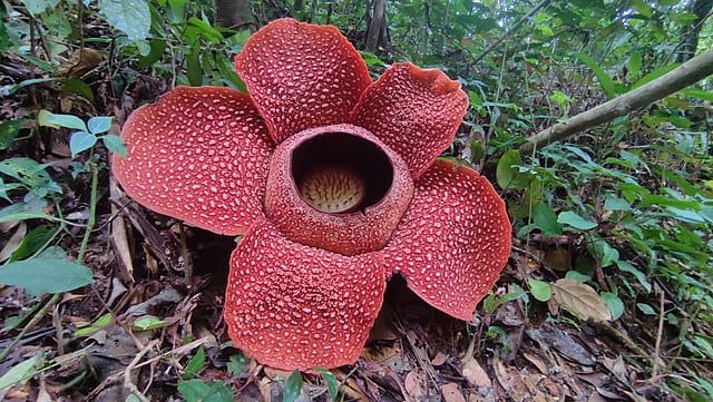 rafflesia-arnoldii-bunga-nasional-indonesia-01.jpg