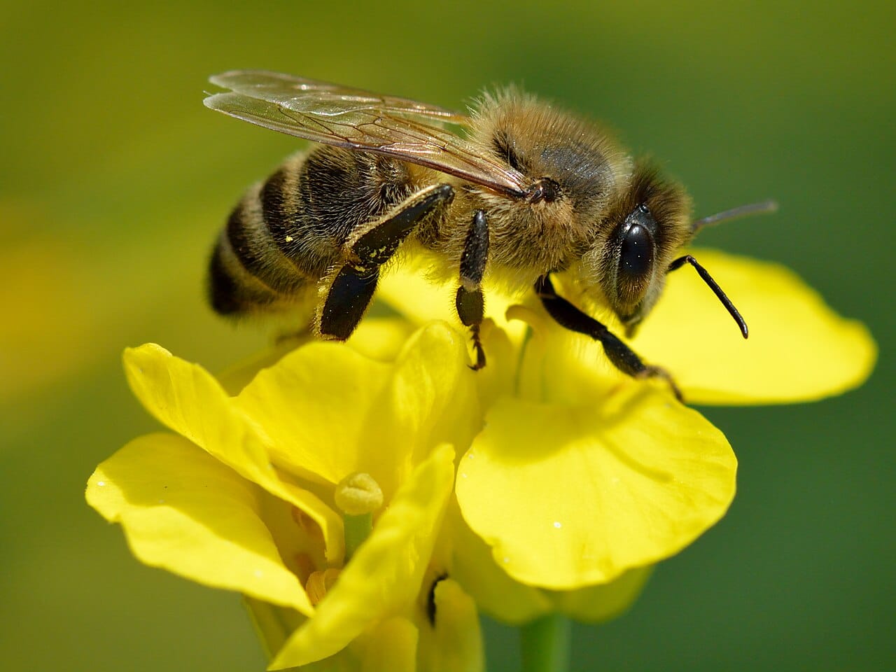 apis-mellifera-brassica-napus-valingu.jpg
