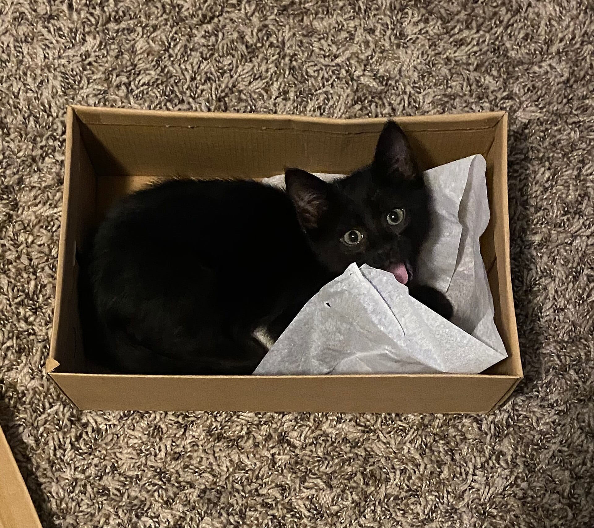 cat-in-a-box-3.jpg