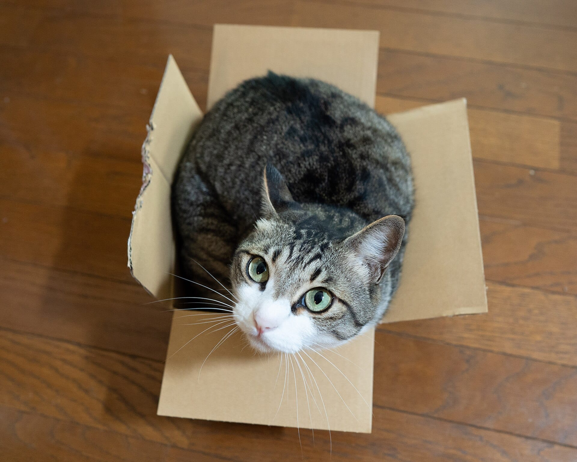 cat-tries-to-sit-in-a-cardbox-july-2019.jpg