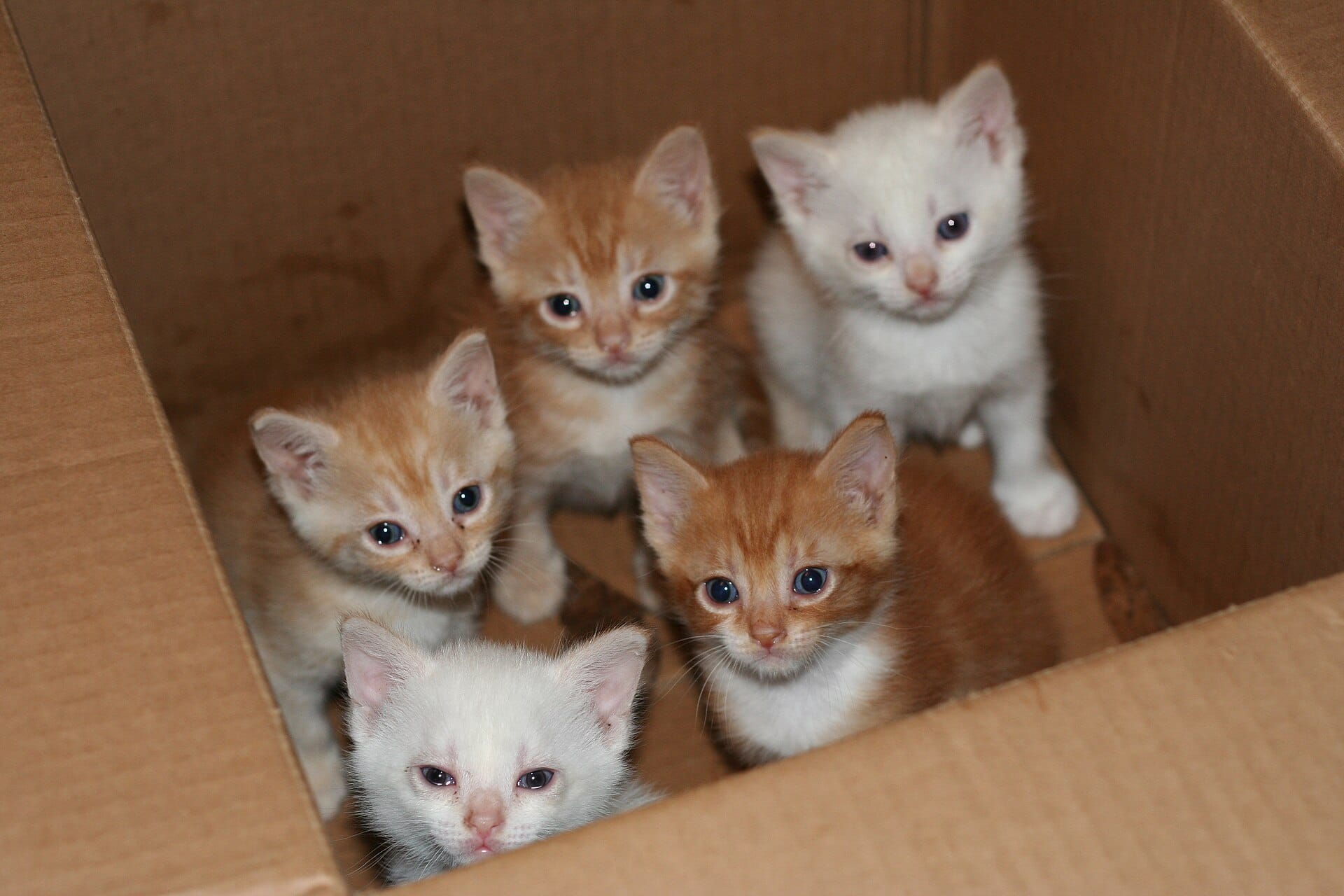 kittens-in-a-box.jpg