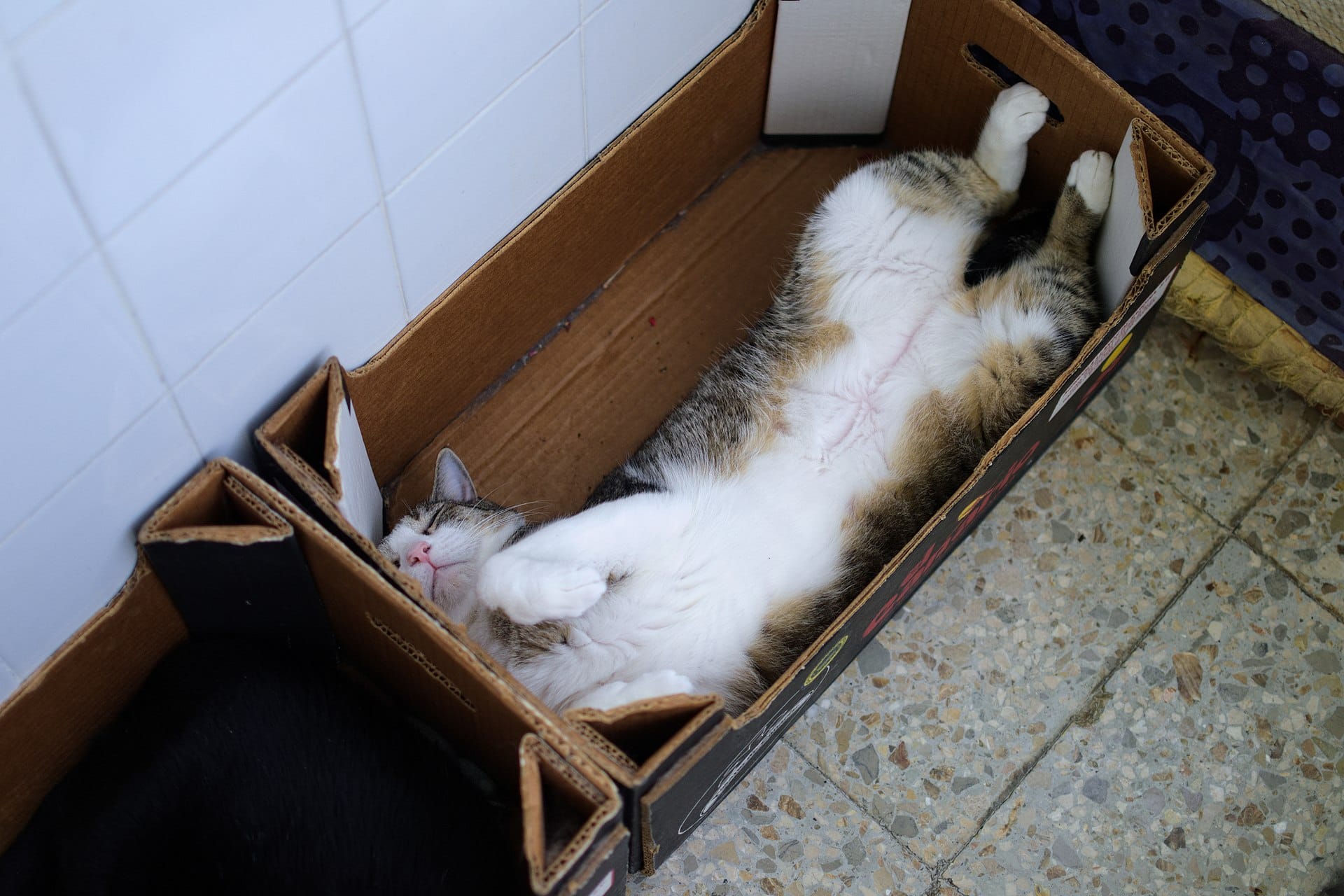 kitty-sleeping-in-a-box.jpg