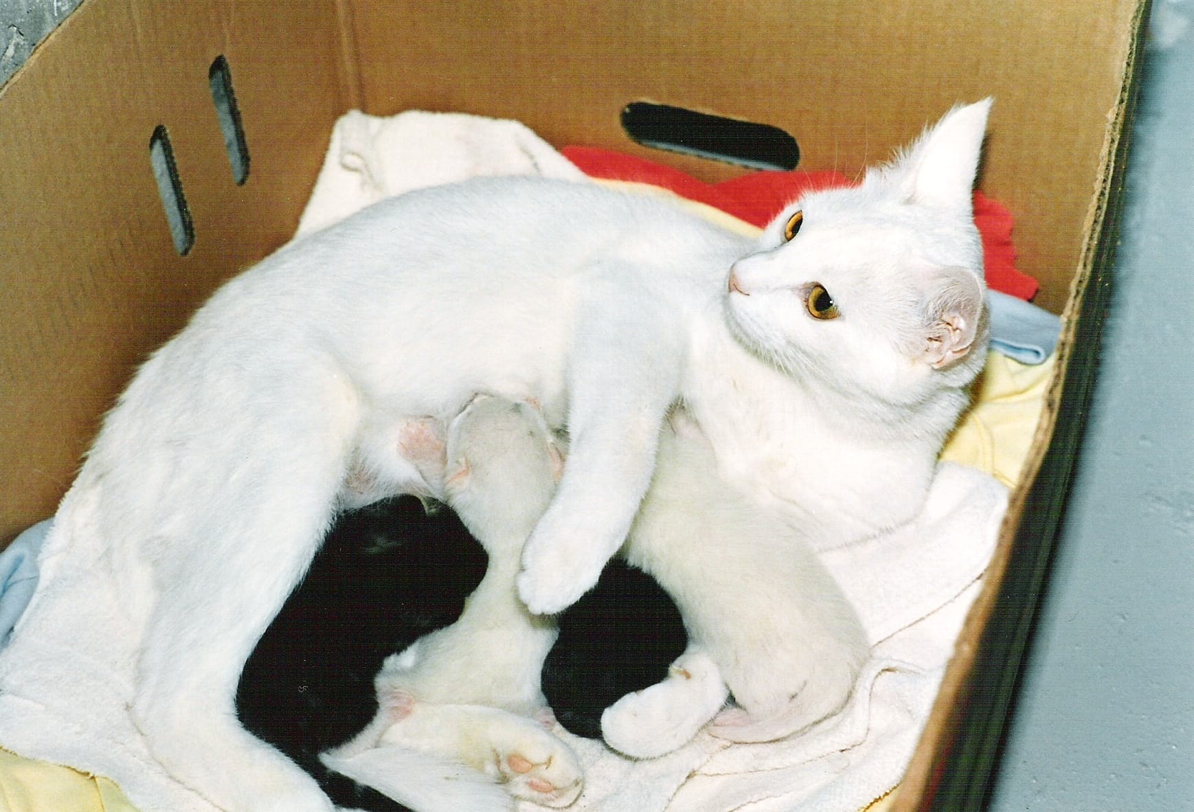 white-cat-nursing-four-kittens-hq.jpg