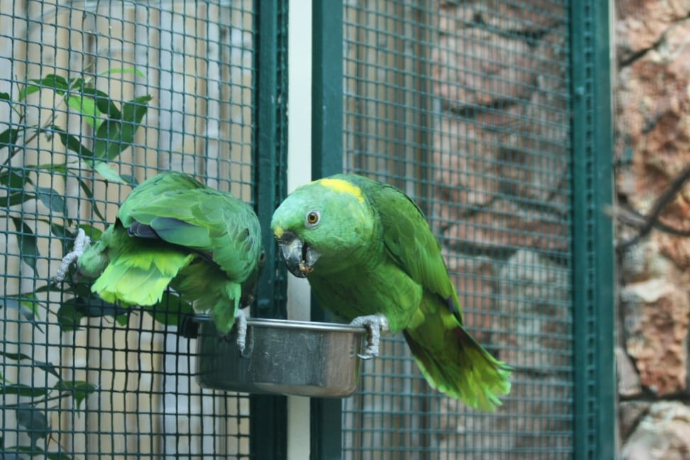 amazona-auropalliata-captive-8a.jpg