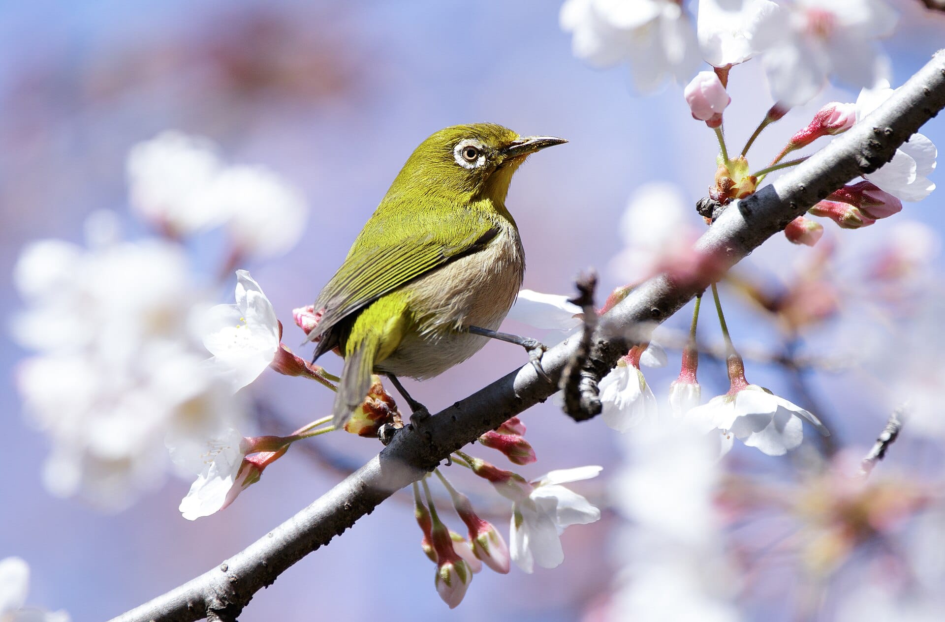 japanese-white-eye-at-tennoji-park-in-osaka-march-2016.jpg
