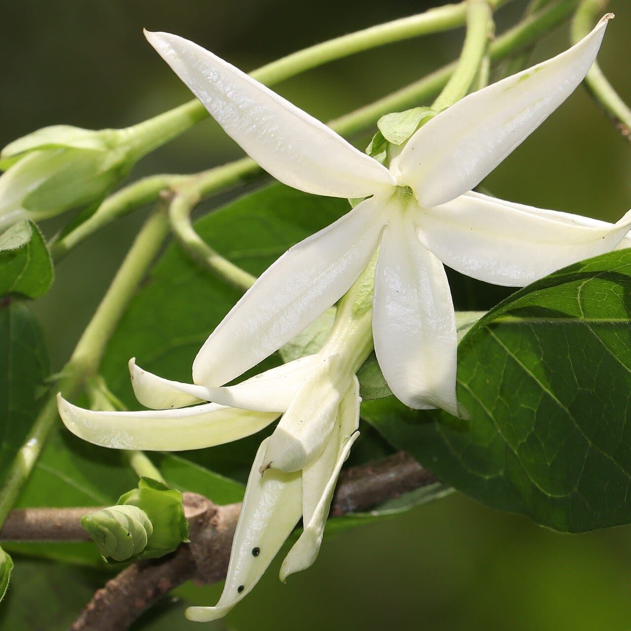 jasminanthes-mucronata-flower-s8.jpg