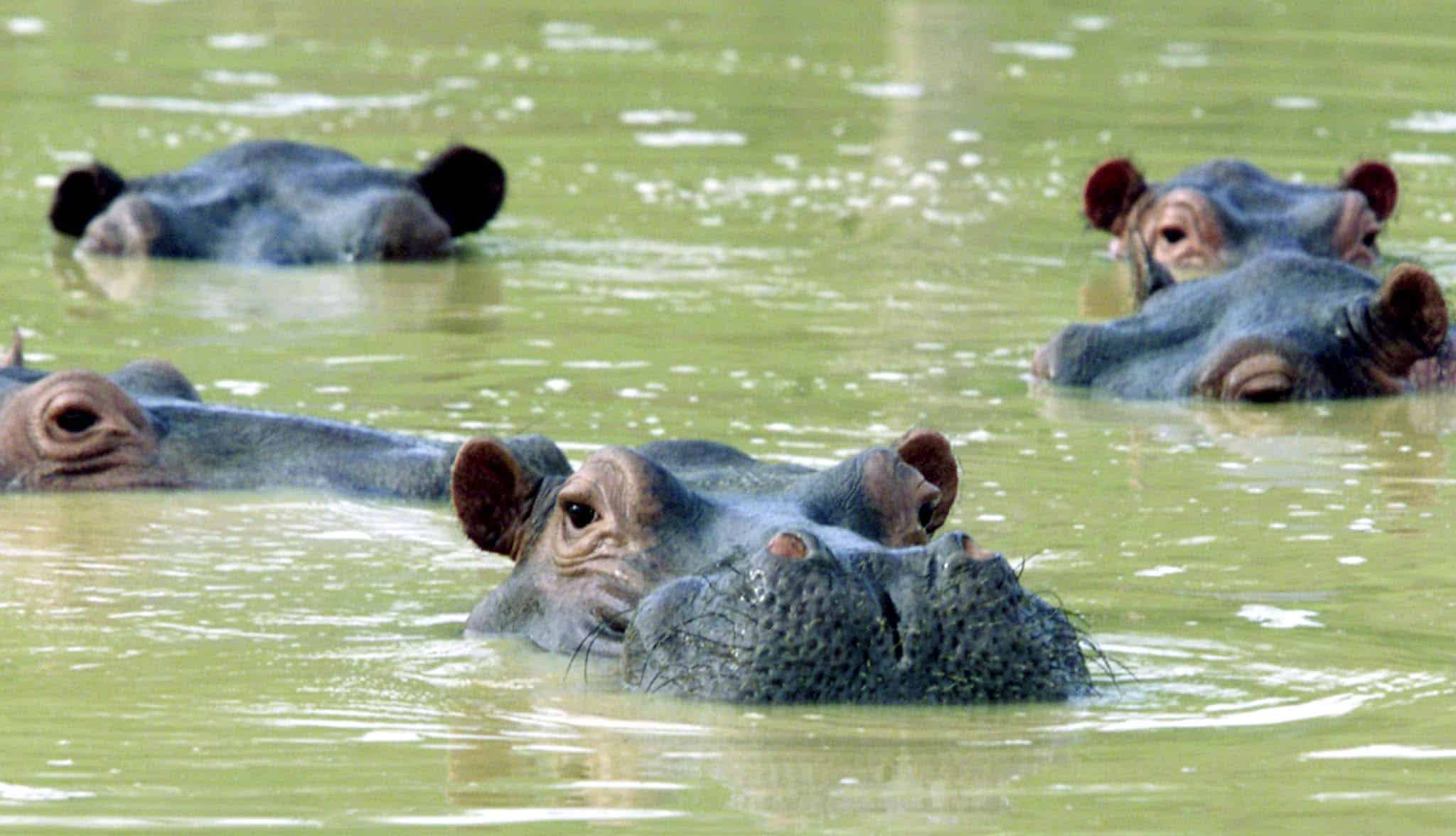 escobar-hippos.jpg