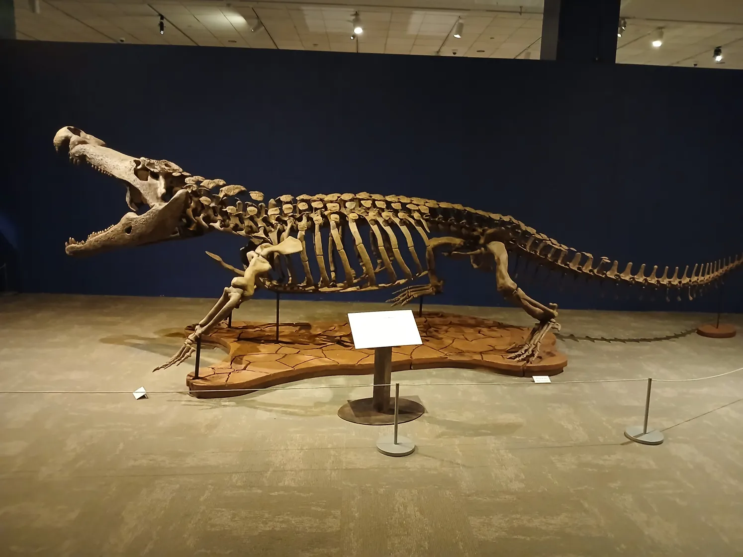 deinosuchus-skeletal-mount-in-profile.webp