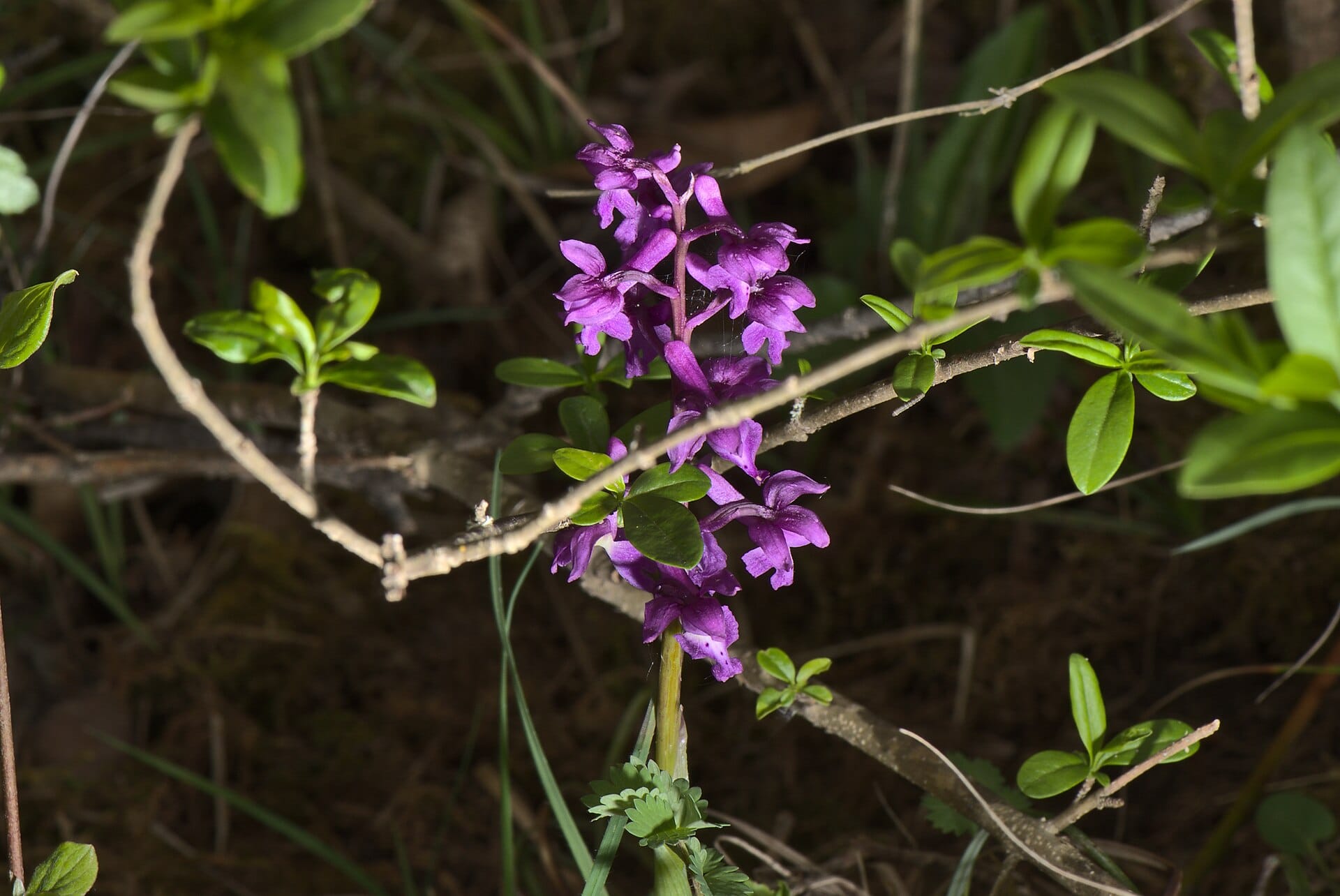 20210508-orchis-mascula-01.jpg