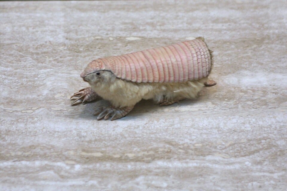 pink-fairy-armadillo-chlamyphorus-truncatus.jpg