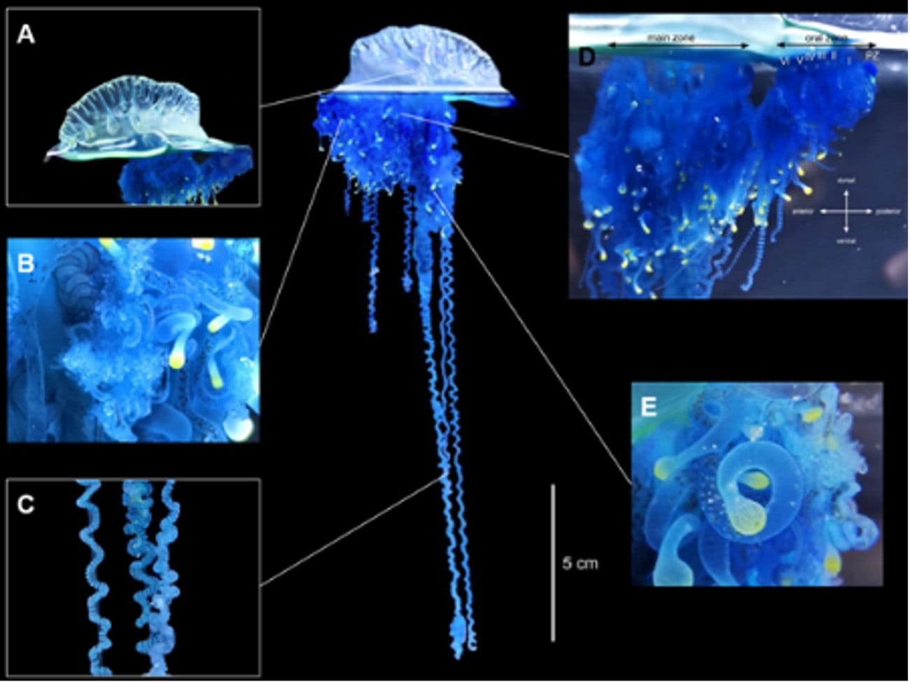 243-researchers-in-japan-discover-new-jellyfish-species-deserving-of-a-samurai-warrior-name-fig2.jpg