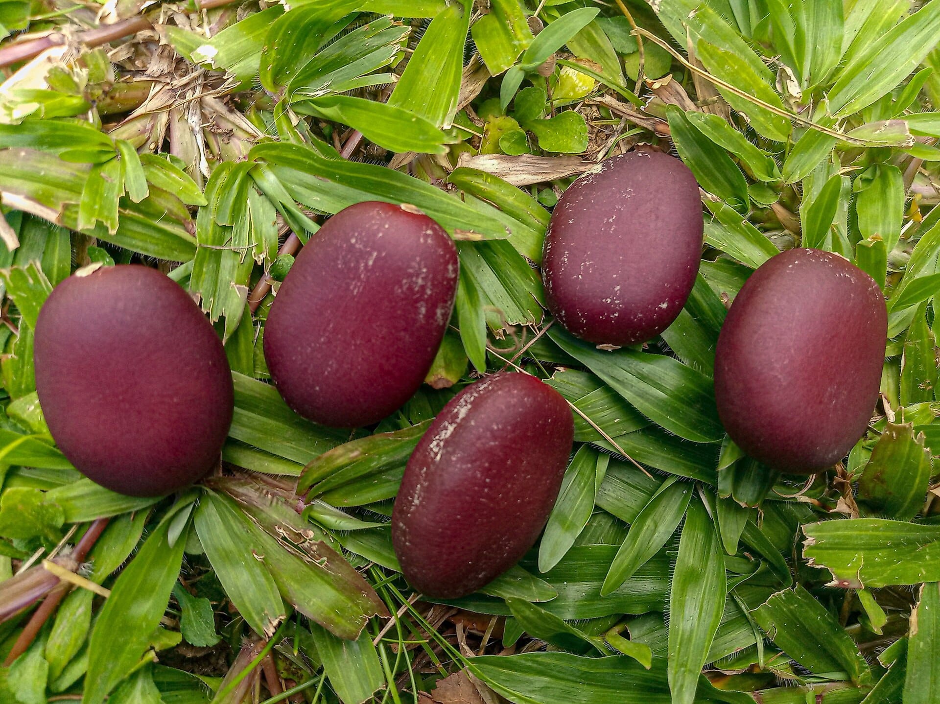 hymenaea-courbaril-seeds.jpg