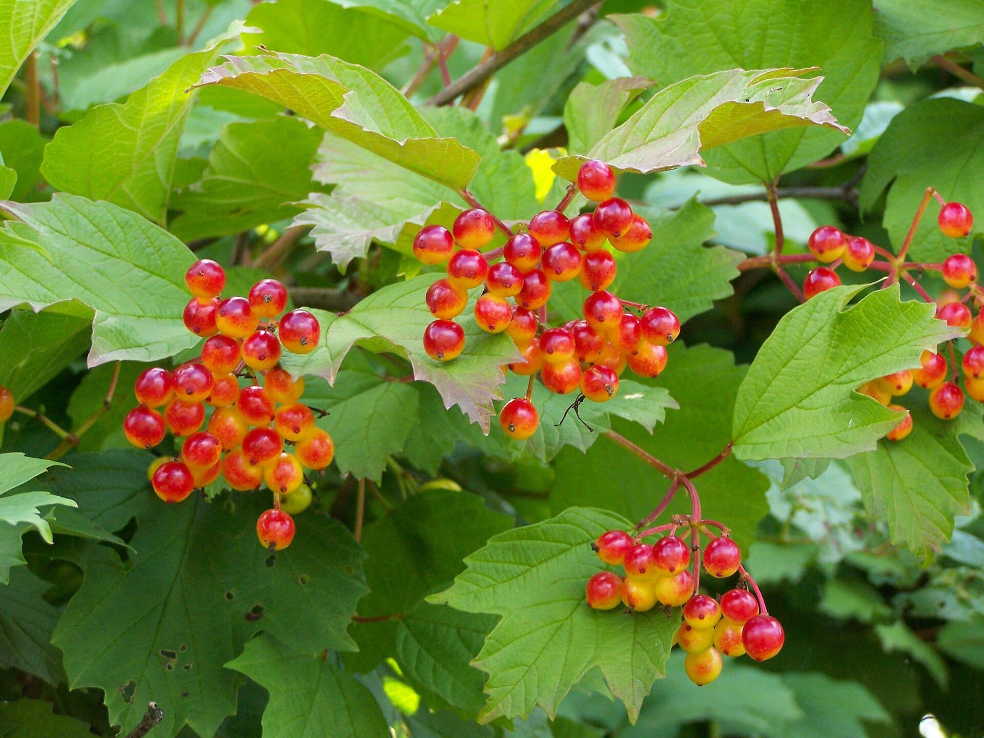 viburnum-01.jpg